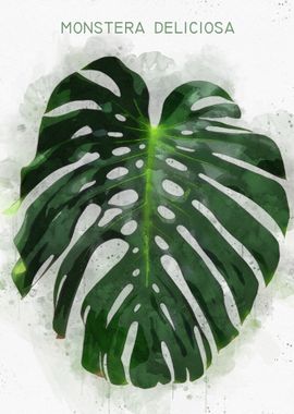 Monstera Deliciosa