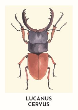 Stag Beetle