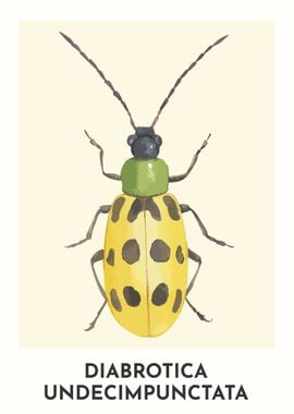 Spotted Cucumber Beetle