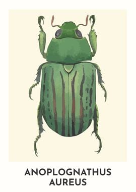 Christmas Beetle