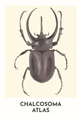 Atlas Beetle