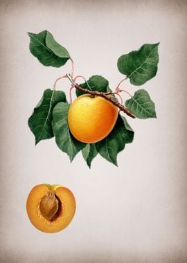 Vintage Apricot Poster