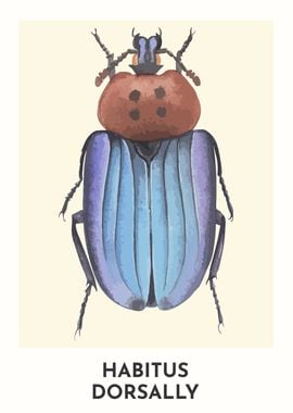 Habitus Dorsally Beetle