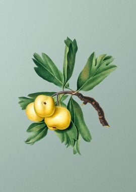 Vintage Hawthorne Fruit