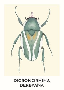 Dicronorhina Derbyana