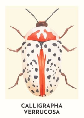 Leaf Beetle