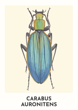 Carabus Auronitens Beetle