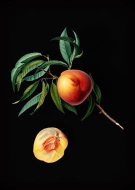 Vintage Peach Fruit Poster