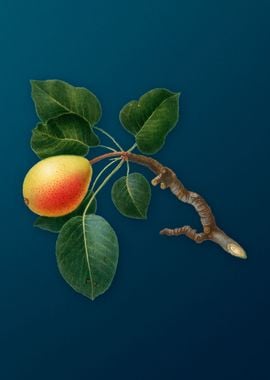 Vintage Peach Fruit Poster