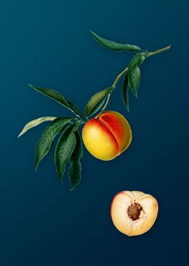 Vintage Peach Fruit Poster