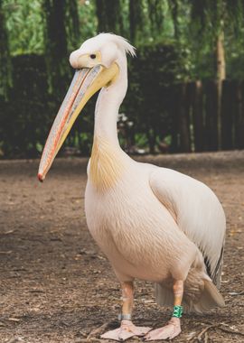 long head pelicans