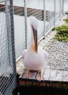 floor box pelicans