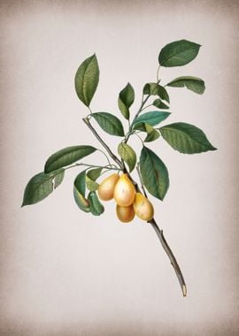 Plum Fruit Illustration