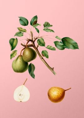 Vintage Pear Fruit on Pink