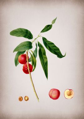 Apricot Fruit on Parchment