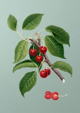 Vintage Cherry Painting