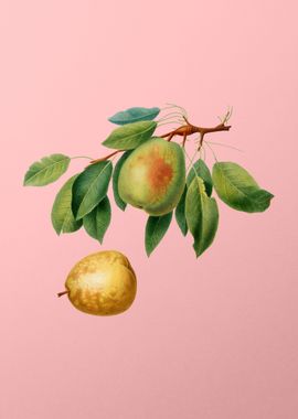 Vintage Pear Fruit on Pink