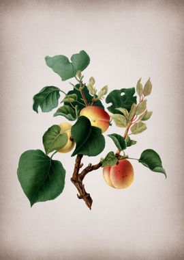 Apricot Fruit on Parchment