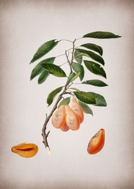 Plum Fruit Illustration