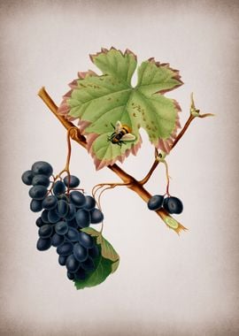 Grape Drawing on Parchment