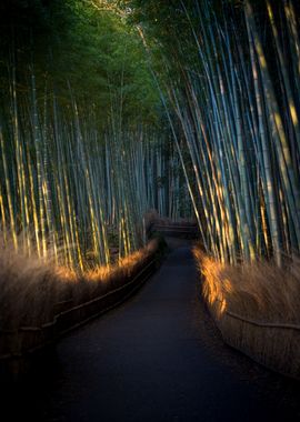 Shiny Bamboo Forest