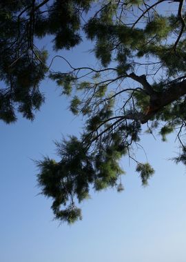 Trees in blue sky macro