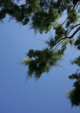 Trees in blue sky macro