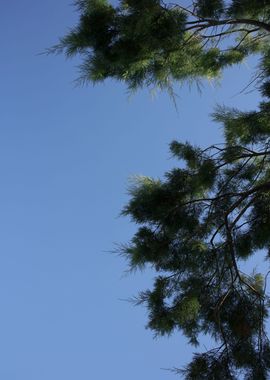 Trees in blue sky macro