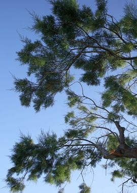 Trees in blue sky macro