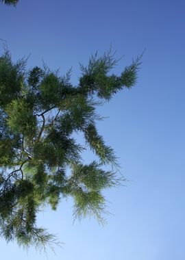 Trees in blue sky macro