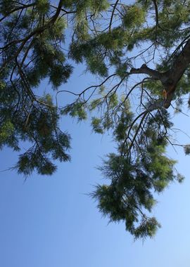 Trees in blue sky macro