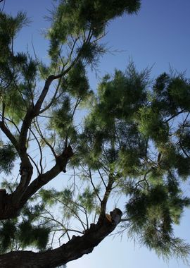 Trees in blue sky macro