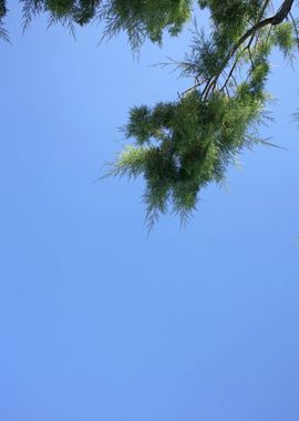 Trees in blue sky macro