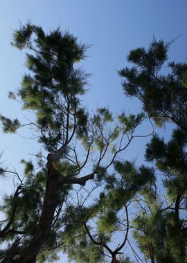 Trees in blue sky macro