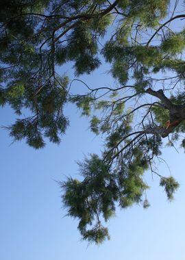 Trees in blue sky macro