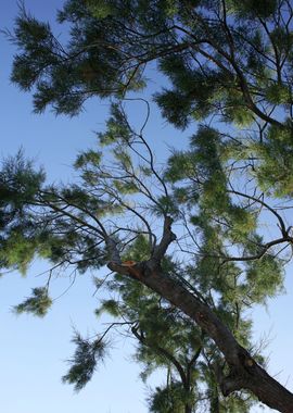 Trees in blue sky macro