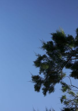 Trees in blue sky macro