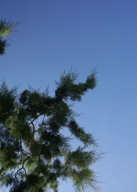 Trees in blue sky macro