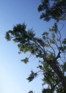 Trees in blue sky macro