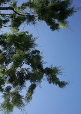 Trees in blue sky macro