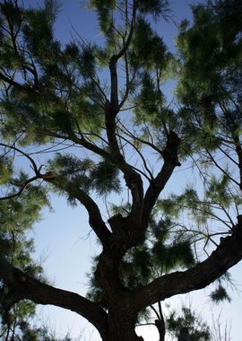 Trees in blue sky macro