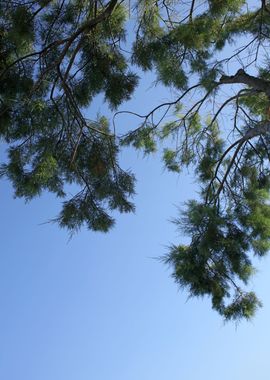 Trees in blue sky macro