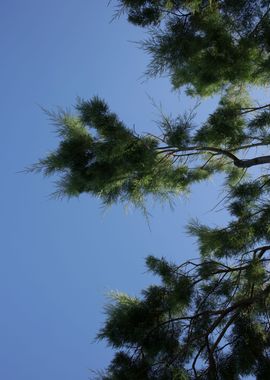 Trees in blue sky macro