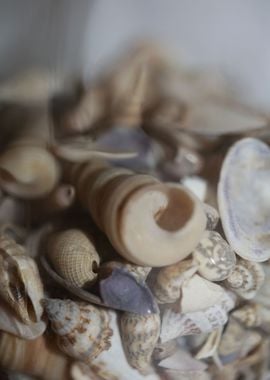 Greek shells on elafonisi