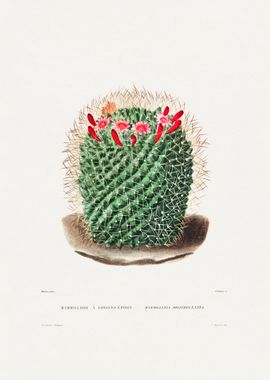 Pincushion Cactus 