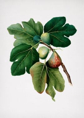 Vintage Common Fig Fruit