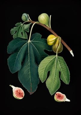 Vintage Fig Fruit Poster