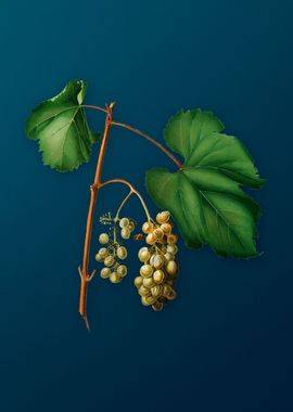 Vintage Friulli Grape Art