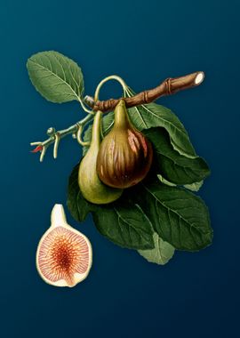 Vintage Figs Illustration