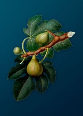 Vintage Figs Illustration